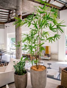 two planters with plants in them sitting on the floor next to couches and tables