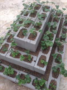 several cinder blocks with plants growing in them