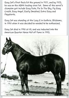 a black and white photo of a horse with a harness on it's neck