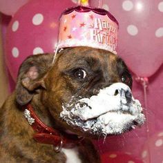 a brown and white dog wearing a birthday hat