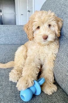 a small dog sitting on top of a couch next to two blue toy bells in its mouth