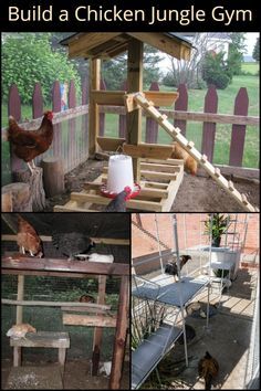 several pictures of chickens in an outdoor chicken coop