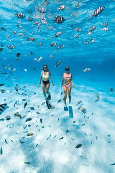 two women in bikinis swim through the water surrounded by fish