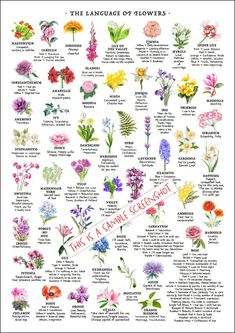 the language of flowers is shown in this poster, which shows different types of flowers