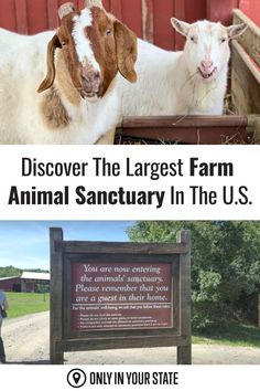 two goats standing next to each other in front of a red barn with the words, discovery the largest farm animal sanctuary in the u s