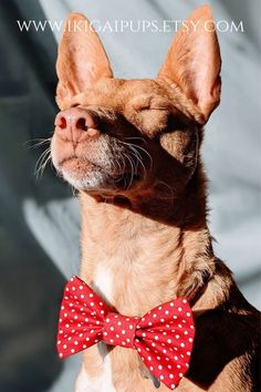 a small dog wearing a red bow tie