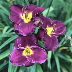 purple flowers with yellow stamens in the middle