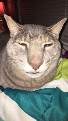 a gray cat laying on top of a bed with its eyes closed and it's head turned to the side