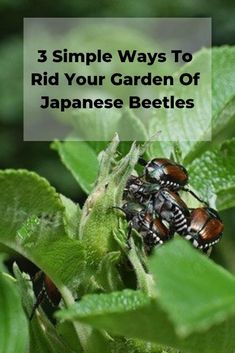 three beetles on green leaves with text overlay reading 3 simple ways to rid your garden of japanese beetles