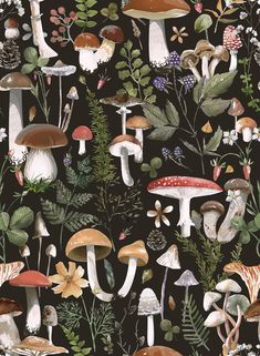 a black background with many different mushrooms and plants on the bottom right corner is an illustration of leaves, flowers, and mushrooms