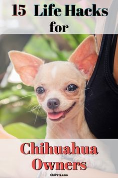 a woman holding a small dog with the title 15 life hacks for chihuahua owners