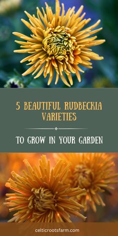 yellow flowers with the words 5 beautiful rudbeckia varieties to grow in your garden