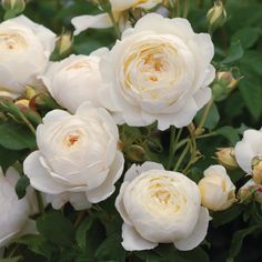 white roses are blooming in the garden