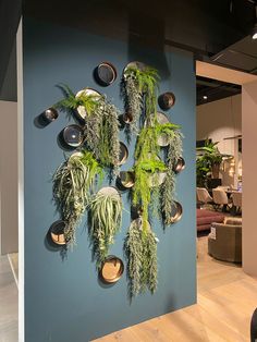 a blue wall with plants hanging on it