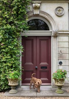 a brown dog standing in front of a red door with two planters next to it