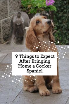 a cocker spaniel sitting on the ground with its head turned to look up