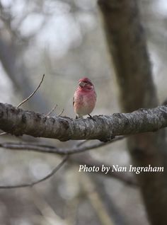 a small bird perched on top of a tree branch in the woods with no leaves