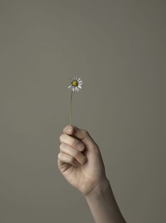 a person holding a flower in their hand