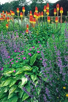 Buy Perennial Plants - We Ship nationwide Summer Planter, Wildflower Garden, Buy Plants, Backyard Makeover, Perennial Garden, Modern Landscaping, Landscape Projects, Plant Sale