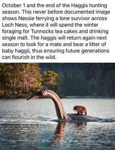 Scottish Mythology, Animal Facts Interesting, Bad Day Humor, Shark Stuff, Short Creepy Stories, Lone Survivor, Great Scot, Animal Spirit Guides, Hilarious Stuff