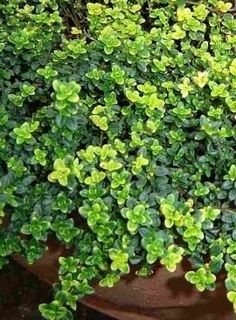 a plant with green leaves growing on it's side in a potted planter