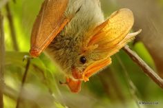 a bat hanging upside down on a tree branch