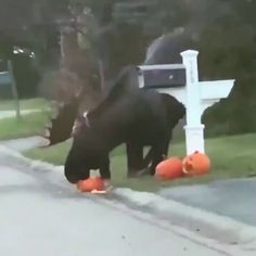 a bear that is standing in the grass near some pumpkins and a mailbox