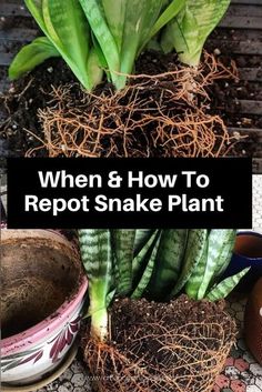 several different types of plants with the words when and how to reppot snake plant