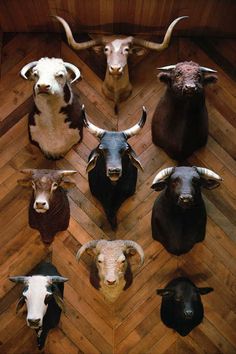 several longhorn steer heads are arranged in a circle on a wood flooring area