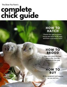 two baby chicks standing next to each other on top of a white cloth with the words how to hatch and how to buy