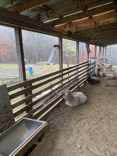 several sheep are laying down in an enclosed area