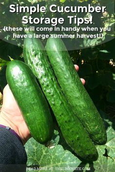 someone holding two cucumbers in their hand with the caption, simple cucumber storage tips