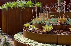 an assortment of succulents and other plants are arranged in a circular planter