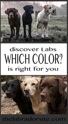 three dogs with different colors are shown in the same image, one is black and white