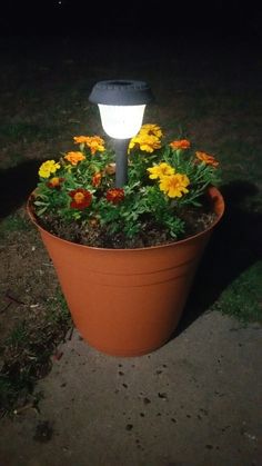 a potted plant with yellow and red flowers in it is lit up at night