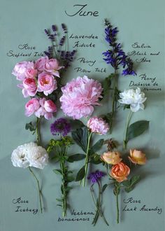 flowers are arranged on a white board with the names of each flower and their meanings