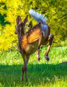 a fawn running in the grass with it's front legs spread out and its tail