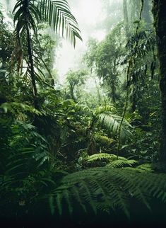 a lush green forest filled with lots of trees and plants in the middle of the day