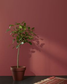 a potted plant in front of a pink wall