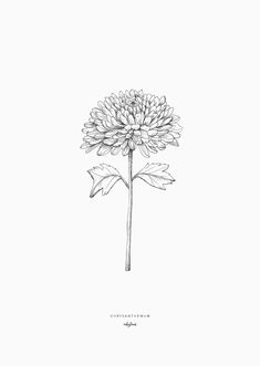 a black and white drawing of a flower on a white background with the words, chrysanthemum