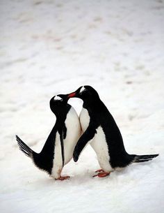 two penguins standing in the snow with their heads touching each other's noses,