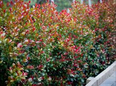 some red and green plants in a planter