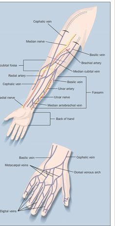 the anatomy of the hand and wrist, with labels on each arm showing different functions