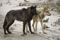 two gray wolfs standing next to each other