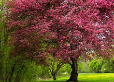 a tree with pink flowers in the middle of a park