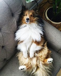 a brown and white dog sitting on top of a gray couch