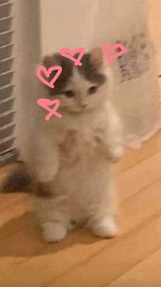 a cat is standing on its hind legs in front of a heater with the word love written across it