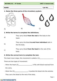 worksheet for grade 2 students to learn how to draw and color the body