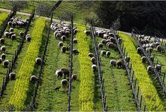 a herd of sheep grazing on top of a lush green field