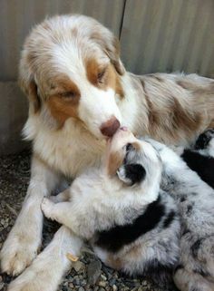 two dogs are playing with each other on the ground